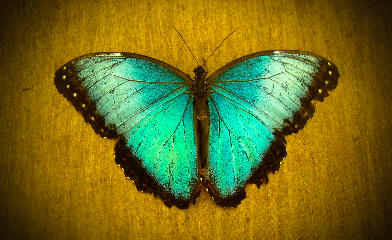 Blue Morpho butterfly