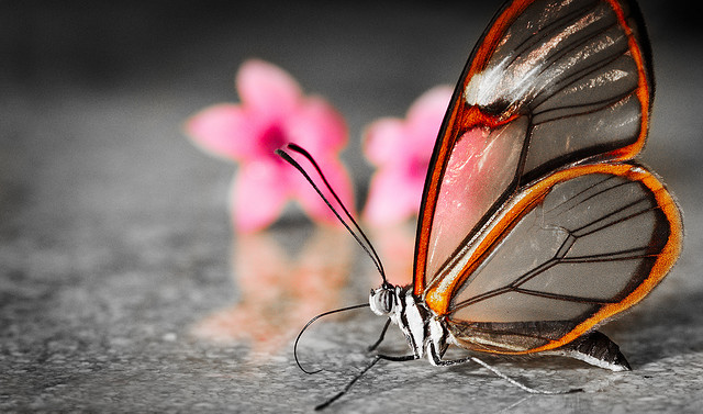 Glasswing butterfly