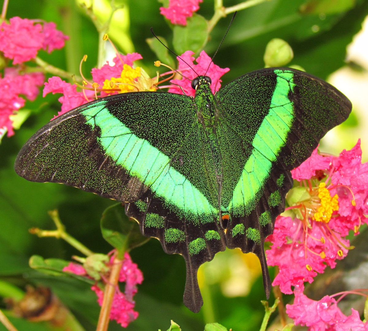 Emerald Swallowtail butterfly